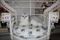 Mint-Clevo-Books-Cat